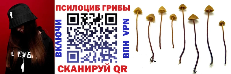 купить наркотик Петухово shop Telegram Псилоцибиновые грибы Cubensis